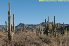 saguaro landscape